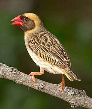 Red-billed Quelea male